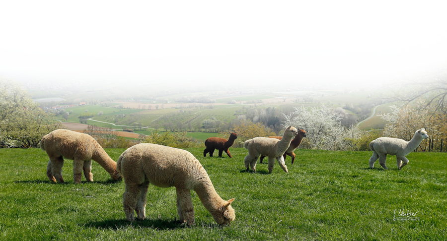 alpakas-essen-auf-der-wiese_lqip.jpg