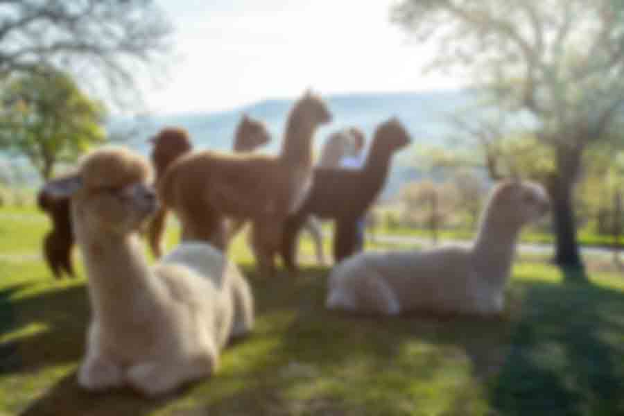 auszeit-mit-alpakas-auf-der-wiese_lqip.jpg