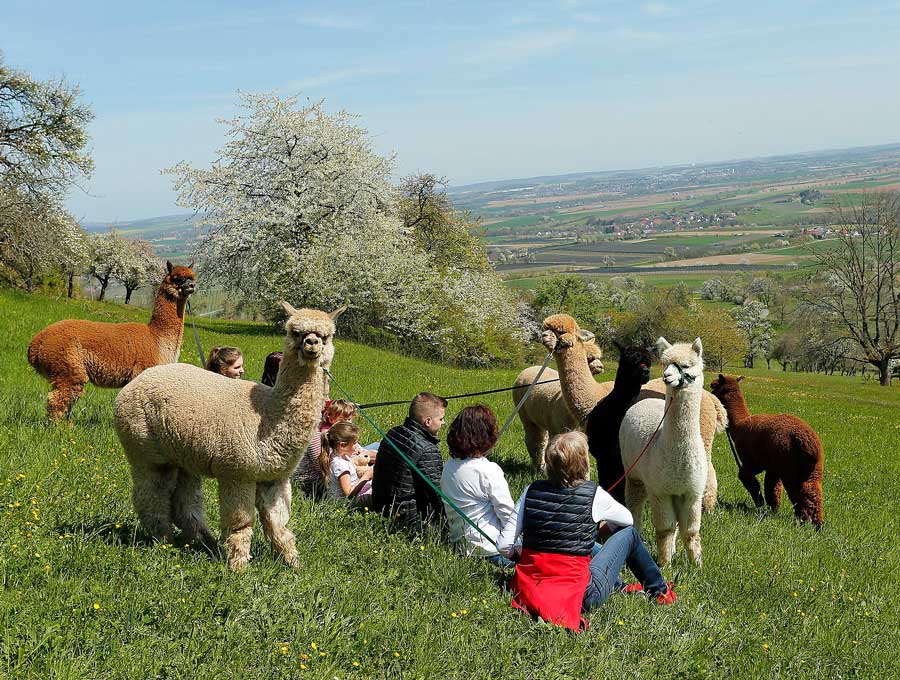 kuscheln-mit-alpakas_lqip.jpg
