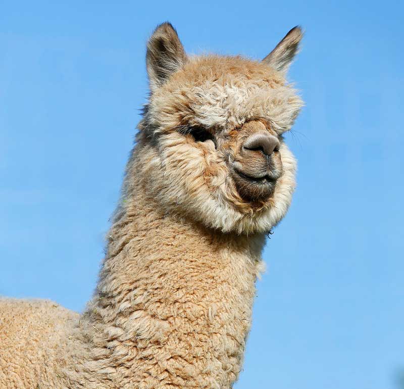 animals/portrait-foto-alpaka-marlo_lqip.jpg