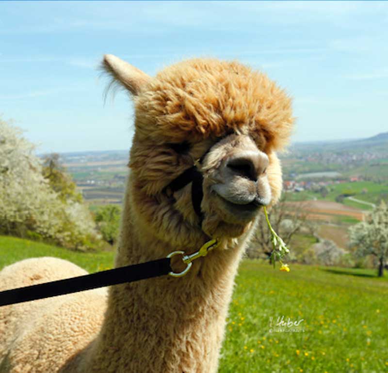 animals/portrait-foto-alpaka-ellwood-neu_lqip.jpg