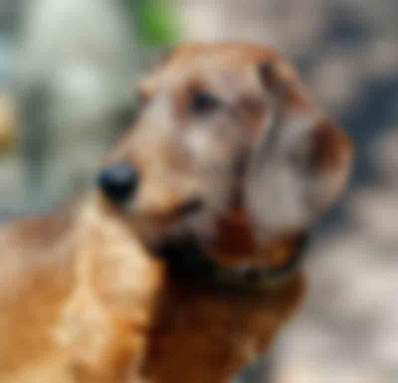 animals/portrait-foto-hund-paul_lqip.jpg