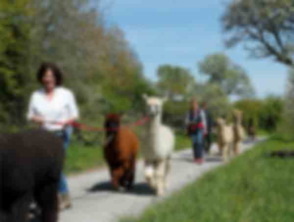 wandern-mit-alpakas_lqip.jpg